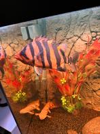 Datnioides Microlepis 27cm, Vis