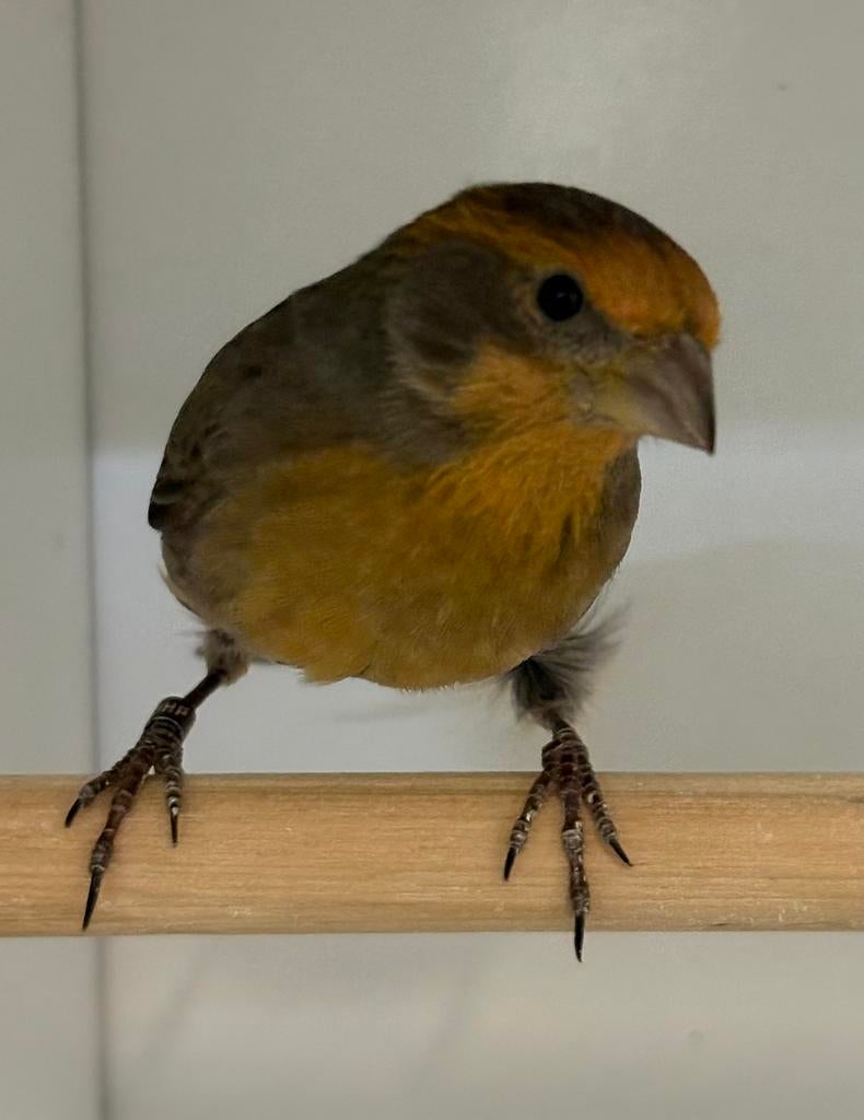 Te koop mooie roodmus man, Dieren en Toebehoren, Vogels | Overige Vogels, Mannelijk, Geringd