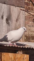 Duiven, Dieren en Toebehoren, Meerdere dieren, Overige soorten