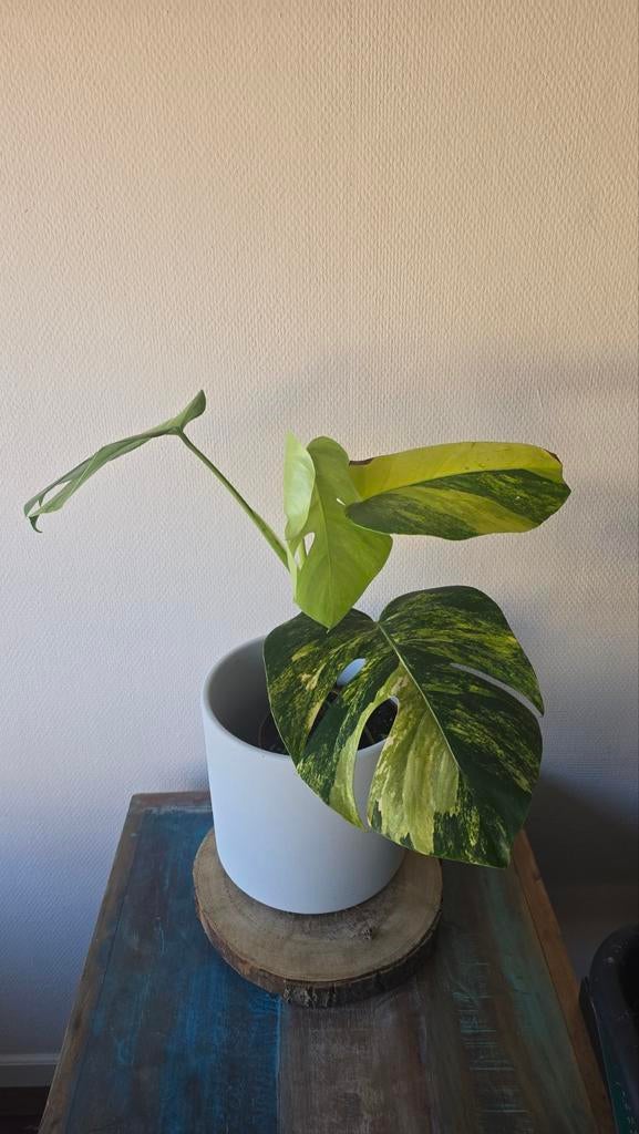 Monstera Aurea variegata, Huis en Inrichting, Kamerplanten, Ophalen, Halfschaduw, Minder dan 100 cm
