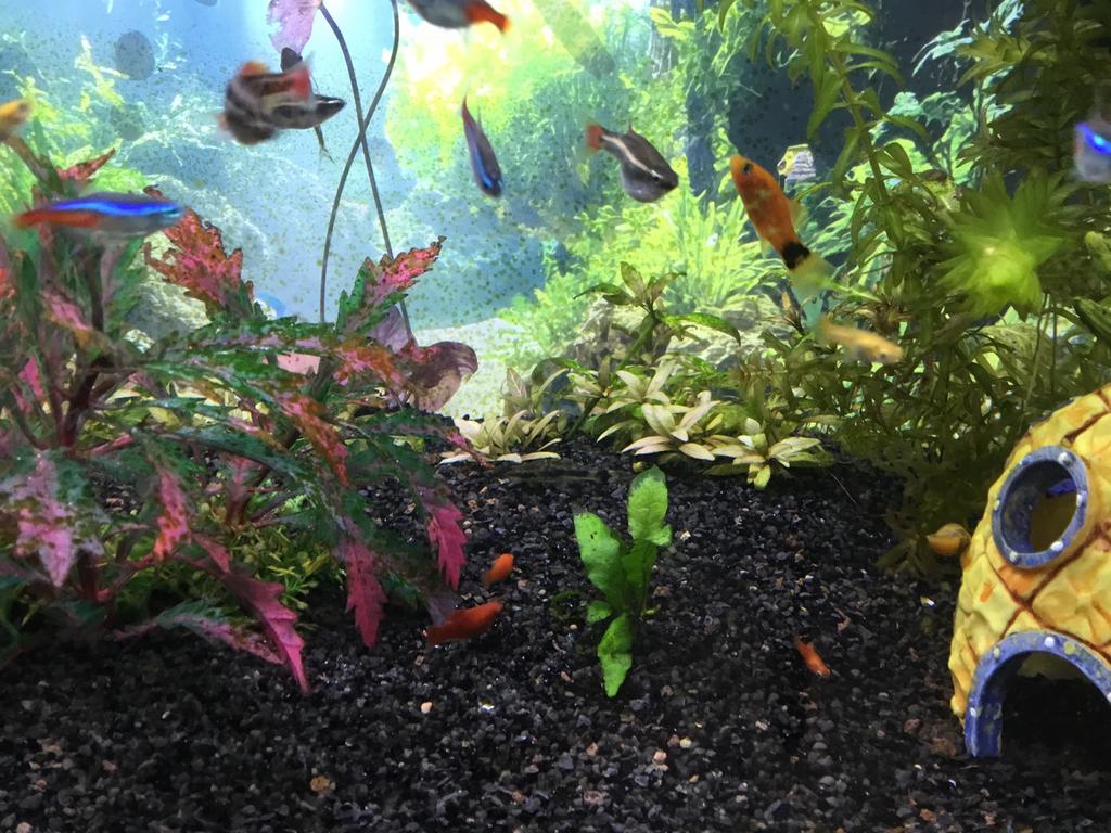 Platy’s oranjerood., Vis