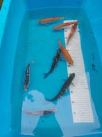 Windes, Dieren en Toebehoren, Vissen | Vijvervissen, Karper of Koi