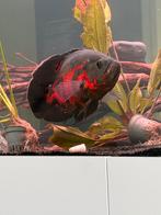 Ik zoek grote pauwoogs, Vis