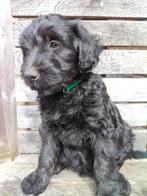 Labradoodle pups,in huis,met kids, mogen al mee naar huis, 8 tot 15 weken, Meerdere, Nederland, Particulier