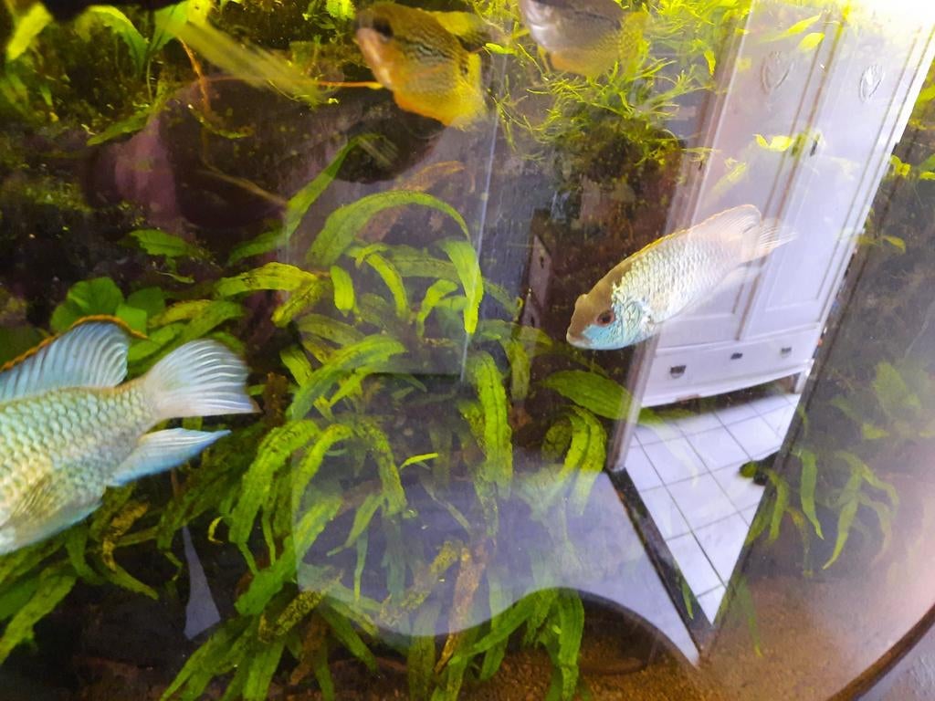 Koppel Aequidens Pulcher electric bleute koop, Dieren en Toebehoren, Vissen | Aquariumvissen, Vis