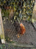 Eenzame oude kip zoekt gezelschap, Vrouwelijk, Kip