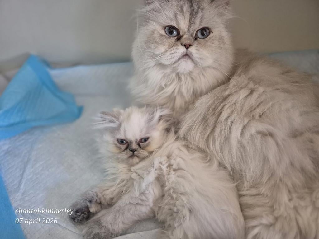 Perzisch colourpoint poesje, Poes, Met stamboom, 0 tot 2 jaar