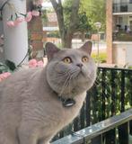Britse korthaar dekkater lilac + dekkingsgarantie, 3 tot 5 jaar