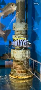 Cichliden kweekgroepje mbuna, Ophalen, Zo goed als nieuw