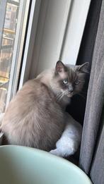 Ragdoll zoekt een nieuwe thuis, Kater, Ontwormd, 3 tot 5 jaar