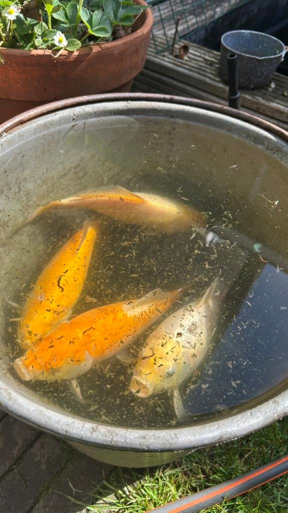 Grote goudvissen te koop, Dieren en Toebehoren, Vissen | Vijvervissen, Goudvis(sen)