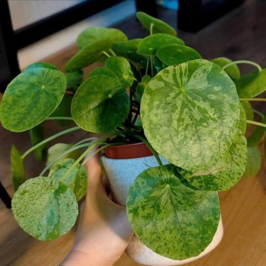 Pannenkoekplant mojito variegata, Huis en Inrichting, Kamerplanten, Ophalen, Halfschaduw, Minder dan 100 cm