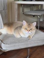 Britse korthaar Golden shaded kater met Vaccinatie papieren., Kater, Ontwormd, 0 tot 2 jaar