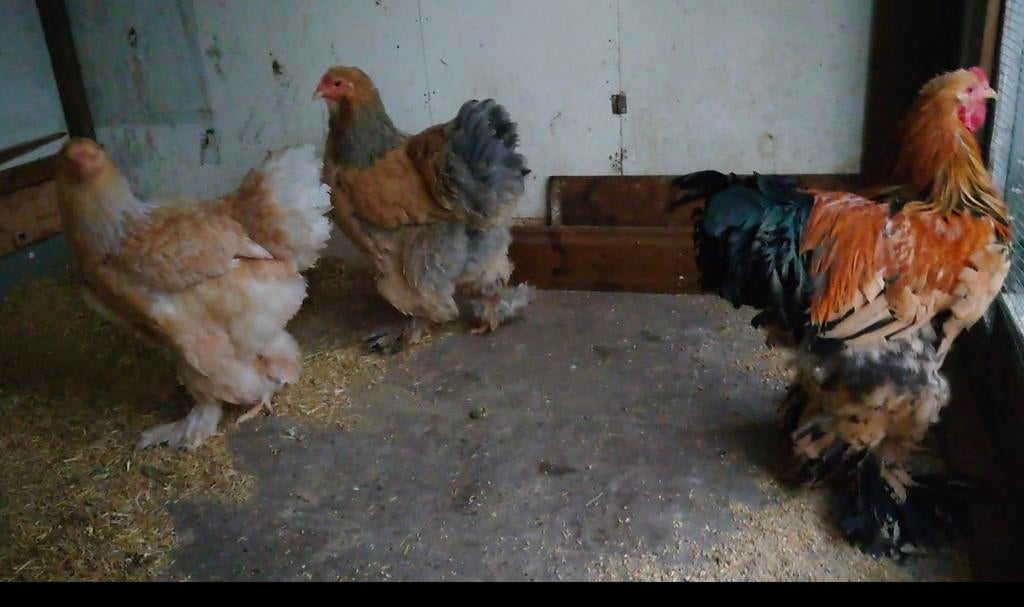 Brahma LemonPyle Hen Groot, 1,5jaar jong, Dieren en Toebehoren, Pluimvee, Vrouwelijk, Kip