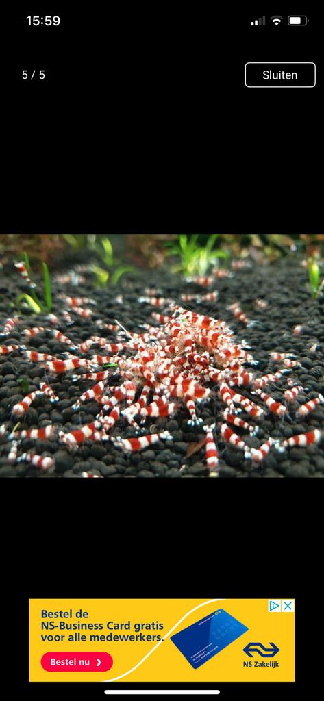 Crystal red garnalen rood wit PRL high grade, Dieren en Toebehoren, Vissen | Aquariumvissen, Kreeft, Krab of Garnaal