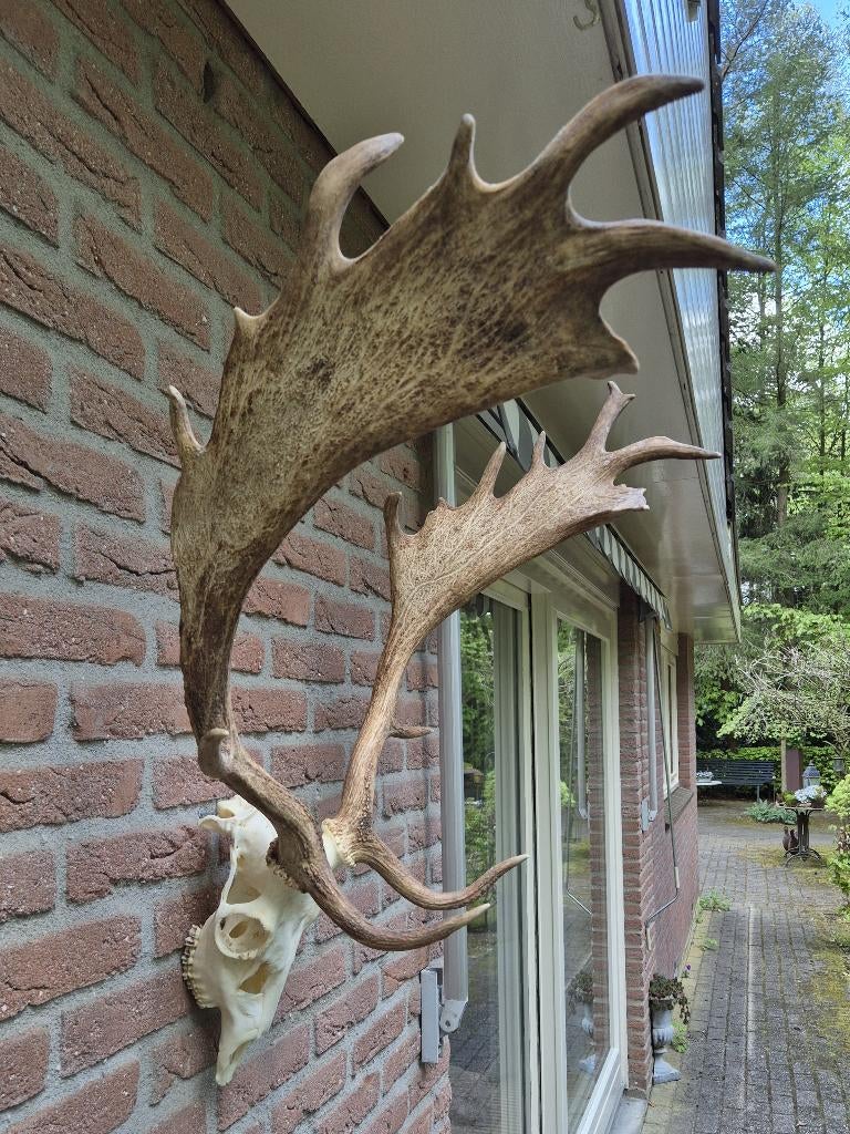 Mooi Groot Damhert Gewei Jacht Trofee Mancave Jacht Hut g82, Ophalen, Zo goed als nieuw, Hert, Gewei of Kop