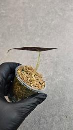 Alocasia Longiloba Purple, Ophalen of Verzenden, Halfschaduw, Minder dan 100 cm