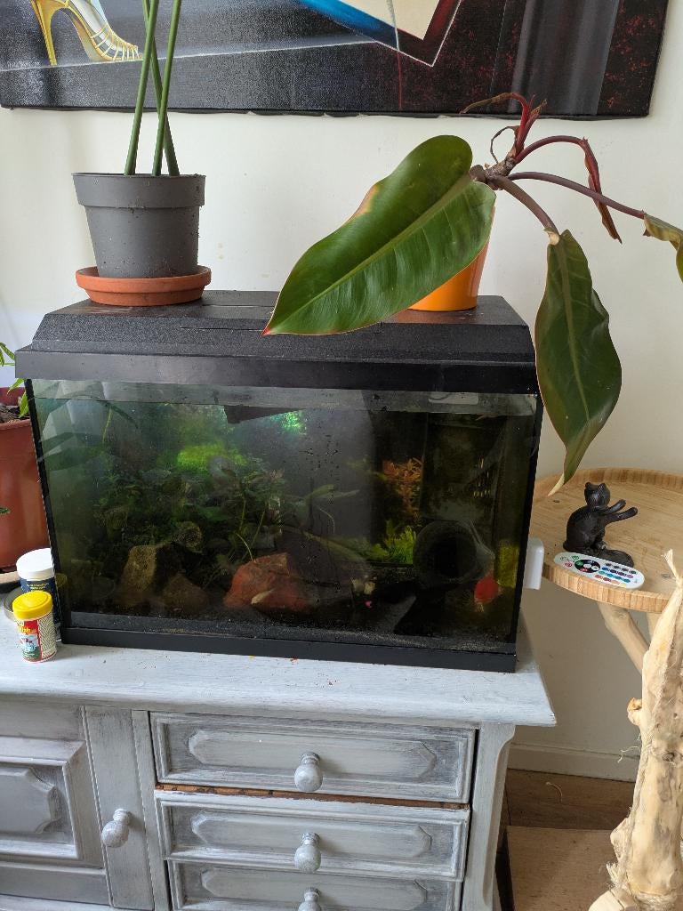 Aquarium met sluierstaarten en algen eters, Dieren en Toebehoren, Ophalen, Zo goed als nieuw, Leeg aquarium