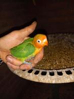Dwergpapagaaien voor handtam, Geslacht onbekend, Parkiet