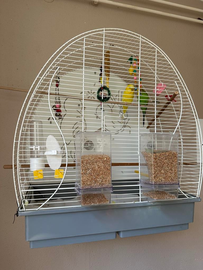 Gele parkiet inclusief ruime kooi en accessoires, Meerdere dieren, Parkiet