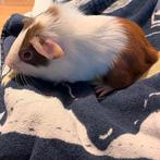 Jong cavia beertje, Dieren en Toebehoren, Knaagdieren, Cavia, Februari, Mannelijk, Tam