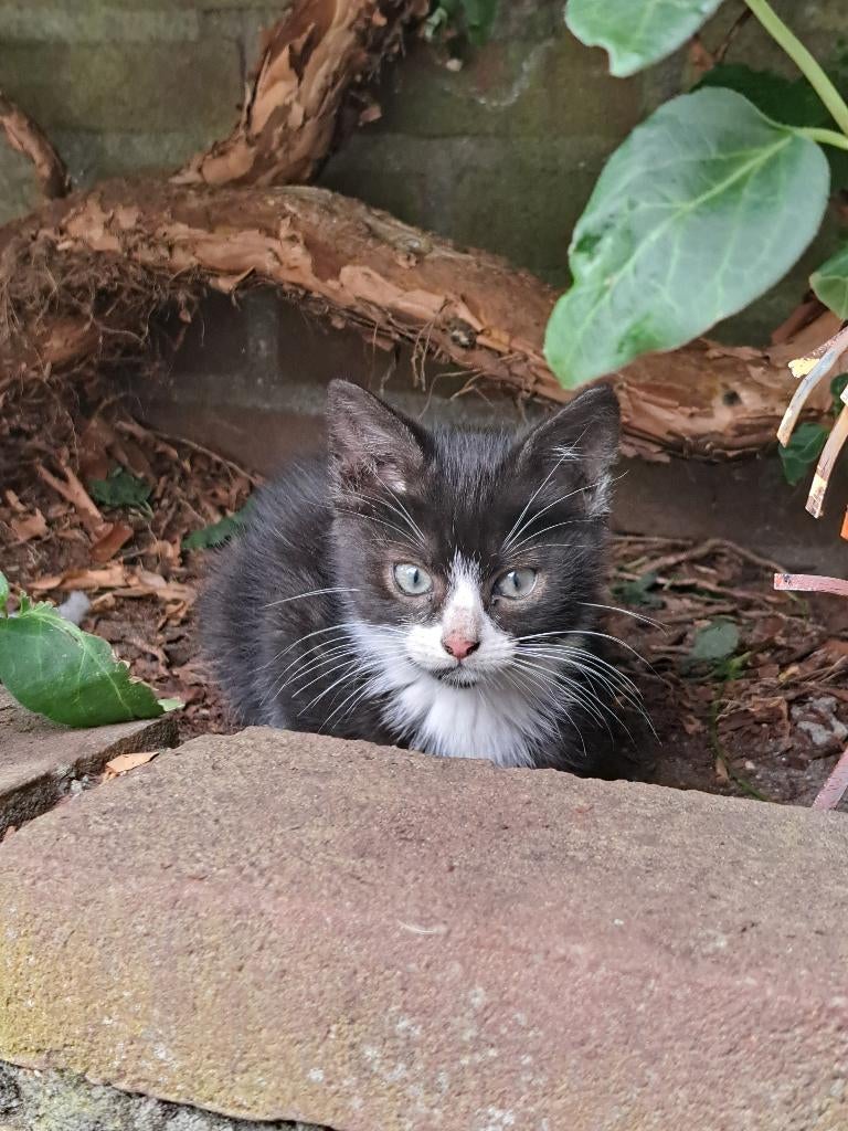 Kittens te koop, Meerdere dieren, Kortharig, 0 tot 2 jaar