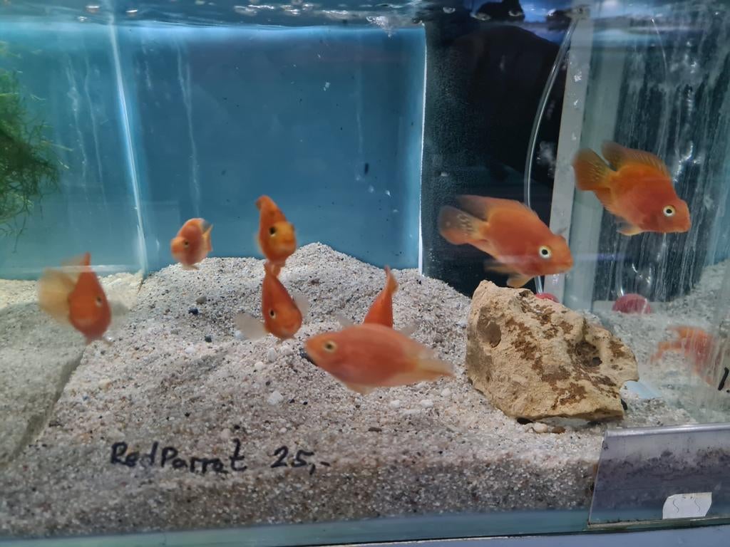 Red Parrot, Papegaai Cichliden, Dieren en Toebehoren, Vis, Zoetwatervis