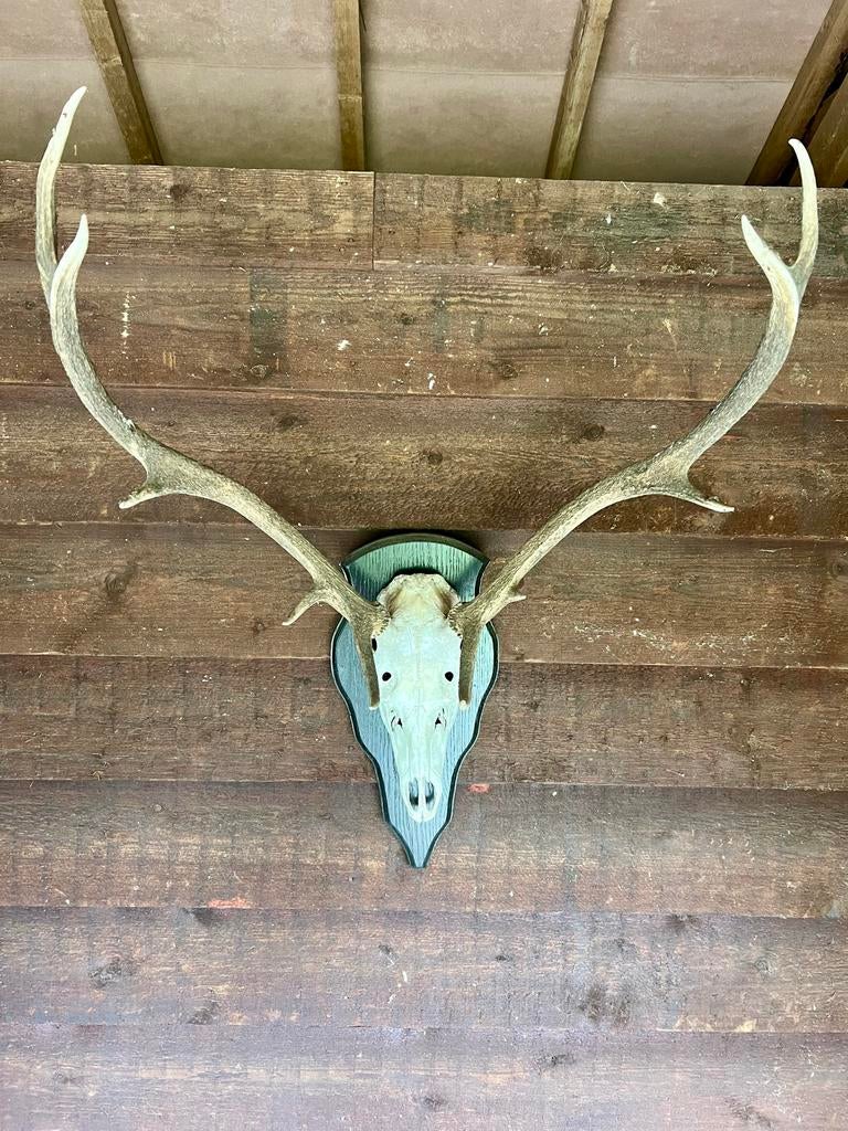 Geweien edelhert, Ophalen, Gebruikt, Dier