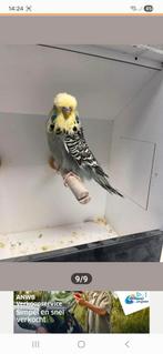 Engelse parkiet fors, Dieren en Toebehoren, Mannelijk, Parkiet, Geringd
