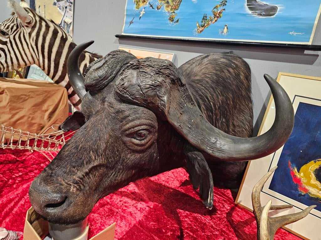 Kaffer buffel kop, Verzamelen, Dierenverzamelingen, Ophalen of Verzenden