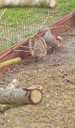 Europese patrijs, Dieren en Toebehoren, Pluimvee, Meerdere dieren, Overige soorten