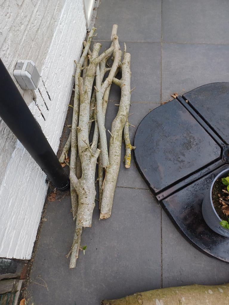 Hout van tulpenboom, Ophalen, Minder dan 1 meter, Parasolvoet