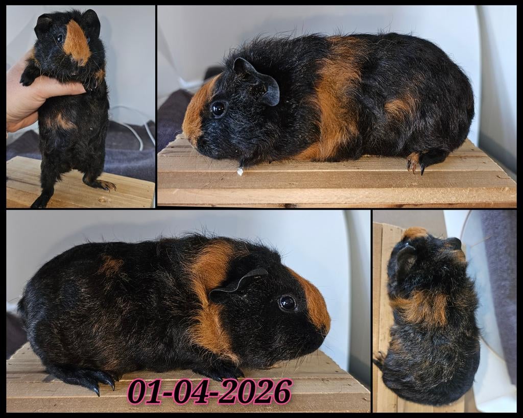 Skinnydrager cavia zeugje, Dieren en Toebehoren, Knaagdieren, Cavia, April, Vrouwelijk, Tam
