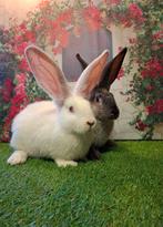 Super aanhankelijk koppeltje Vlaamse reuzen, Dieren en Toebehoren, Konijnen, Meerdere dieren, Groot