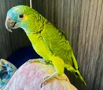 Handtamme super lieve blauwvoorhoofd amazone te koop!, Dieren en Toebehoren, Vogels | Parkieten en Papegaaien, Mannelijk, Papegaai