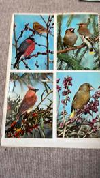 Oude ansichtkaarten dieren, Ophalen of Verzenden, Hond of Kat