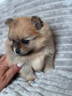 Prachtige pomeranian pups met stamboom, Keeshond, CDV (hondenziekte), 8 tot 15 weken, Meerdere