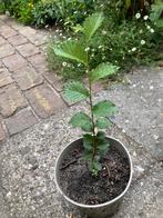 iep, Ophalen, In pot, Overige soorten, Minder dan 100 cm