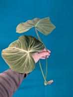 Philodendron gloriousum, Huis en Inrichting, Kamerplanten, Ophalen of Verzenden, Overige soorten, Minder dan 100 cm