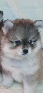 Pomsky F1 Teefje eerste generatie klein blijvend mini husky, Dieren en Toebehoren, Honden | Poolhonden, Keeshonden en Oertypen
