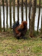 Zijdehoender USA haantje, Mannelijk, Kip