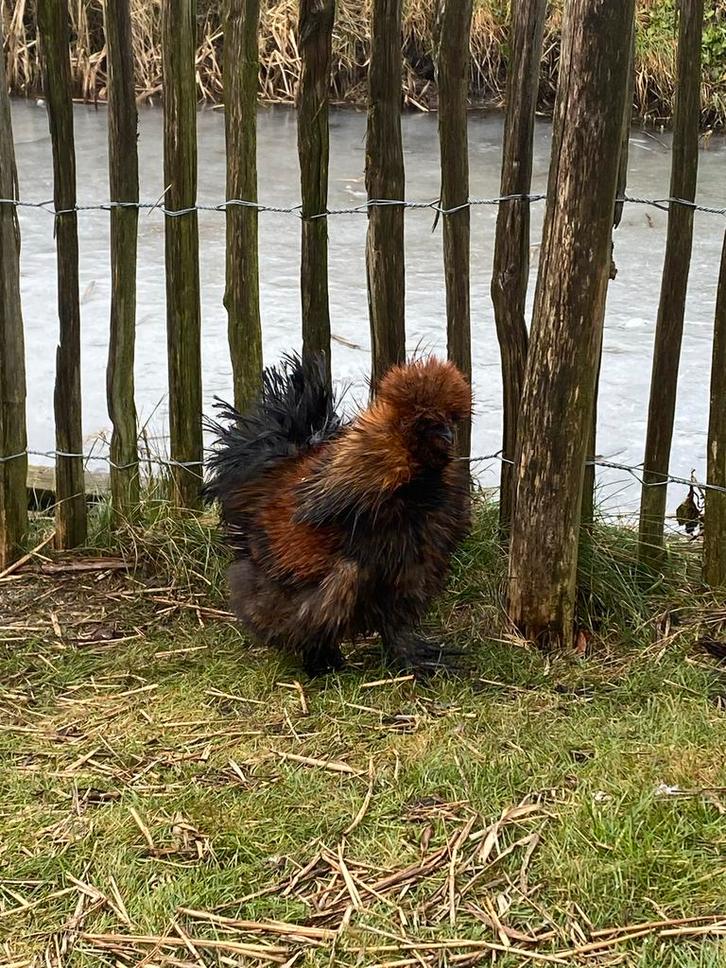 Zijdehoender USA haantje, Dieren en Toebehoren, Pluimvee, Kip, Mannelijk