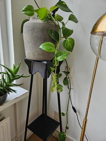  Mooie grote betonnen pot en klimplant beschikbaar voor biedingen