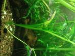 Gratis aquariumplanten, Dieren en Toebehoren, Vissen | Aquaria en Toebehoren, Ophalen of Verzenden, Plant(en), Steen of Hout