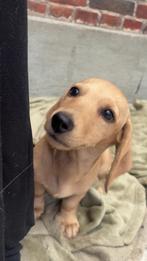 Blond teckel teefje, Dieren en Toebehoren, Honden | Teckels en Dashonden, België, Particulier, 8 tot 15 weken, Korthaar