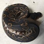 Python regius, Dieren en Toebehoren, Slang, 0 tot 2 jaar