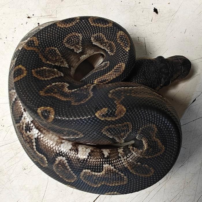 Python regius