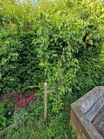 Perenboom +-2.50m hoog!, Tuin en Terras, Planten | Fruitbomen, Volle zon, Ophalen