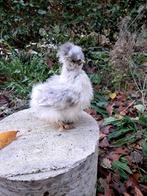 Usa zijdehoen motteld kuikentjes, Dieren en Toebehoren, Geslacht onbekend, Kip