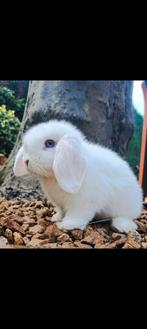 Mini lops wit blauw oog, Dieren en Toebehoren, Konijnen, Meerdere dieren, Dwerg, Hangoor, 0 tot 2 jaar